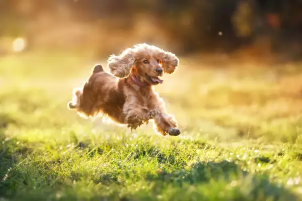 En glad hund hoppar i solljuset. Hur ofta ska en hund rastas? Denna glada hund verkar njuta av varje stund utomhus.