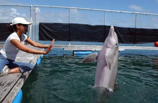 Kobieta w białej czapce i koszulce siedzi na pomoście, a delfin wychyla się z wody.