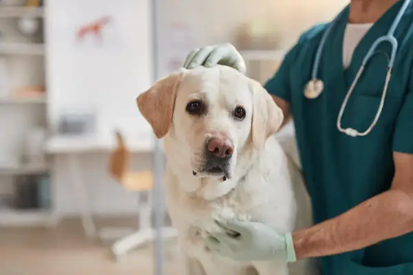 Veterinario examina a un perro con posible **albumina baja en perros**. El can, un labrador blanco, mira a la cámara con preocupación.