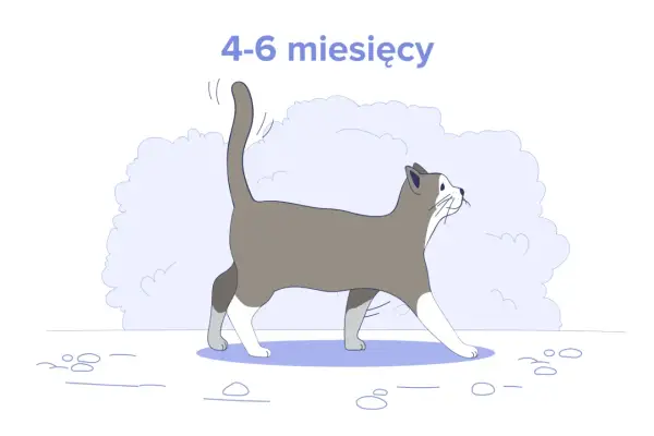 Ilustracja kota w wieku 4-6 miesięcy. Dowiedz się, ile powinien jeść 4 miesięczny kot, aby był zdrowy i pełen energii.