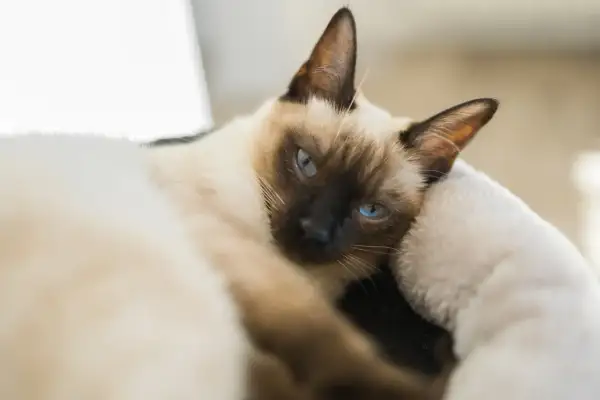 Piękny kot syjamski z niebieskimi oczami, zastanawiasz się nad kot syjamski cena?