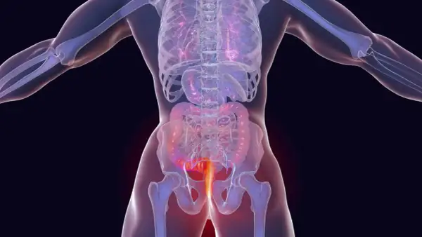 Anatomische Darstellung des menschlichen Körpers mit Hervorhebung des Enddarms. Mögliche analkrebs symptome werden hier visuell dargestellt.