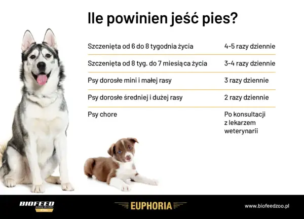 Ile razy dziennie powinien jeść pies? Tabela podpowiada: szczenięta 4-5 razy, dorosłe 2-3 razy, chore po konsultacji z weterynarzem.