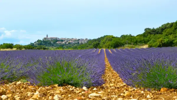 Champ de lavande à perte de vue, avec un village perché en arrière-plan. La Drome offre des paysages magnifiques.