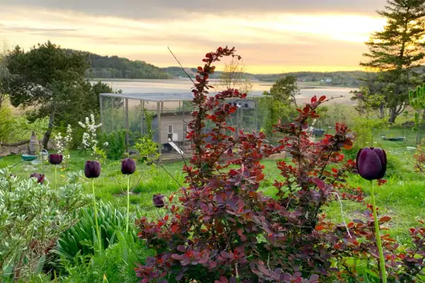 Mörka tulpaner och buskar med röda blad blommar i en trädgård med hönsgård och vatten i bakgrunden vid solnedgången. Fleråriga blommor ger färg.