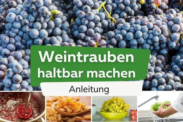 Frische Weintrauben werden zu Rosinen verarbeitet. Anleitung zum Haltbarmachen von Weintrauben durch Trocknen.