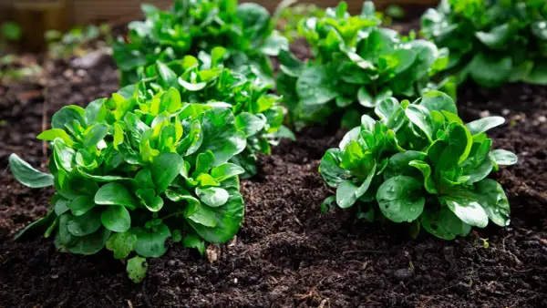 Frisch gepflanzter Feldsalat im Garten. Die grünen Blätter glänzen feucht, bereit zum Vorziehen und Wachsen.