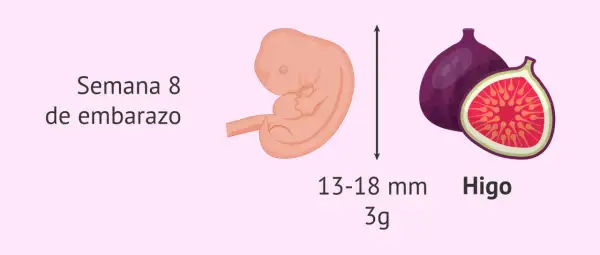 Bebé de 8 semanas, del tamaño de un higo, mide 13-18 mm y pesa 3g.