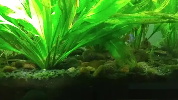 Plantes d'aquarium luxuriantes, poissons colorés nageant parmi les cailloux. La tourbe sert à acidifier l'eau, créant un habitat idéal.