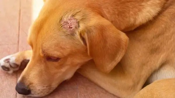 Perro con lesión cutánea, posible signo de cáncer de piel en perros.