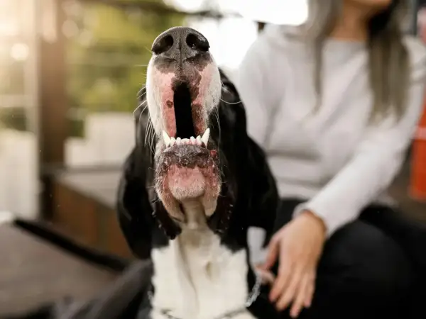 Gros plan sur la gueule ouverte d'un chien noir et blanc. Une personne est assise à côté. Apprenez comment empecher un chien d'aboyer.