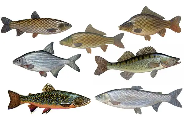 Sechs verschiedene Fischarten, darunter ein Karpfen und ein barschartiger Fisch, der an einen bass fisch erinnert.