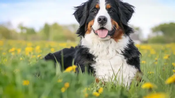 Bernese Mountain Dog, jeden z pięknych psów pasterskich rasy, leży w kwiecistej łące.