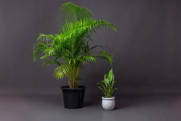 Due palme in vaso, una grande in nero e una piccola in bianco, perfette piante pet friendly per la tua casa.