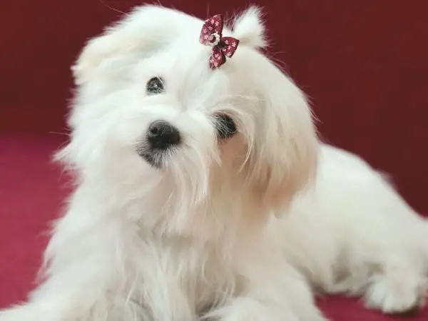 Adorable bichón maltés con un lazo en la cabeza. Si te preguntas cuanto vive un bichon maltes, suelen ser perros longevos.