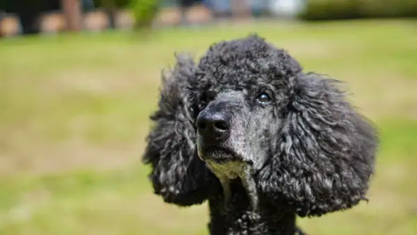 Un caniche negro con pelo rizado mira con ojos tristes. A veces, los perros lloran.