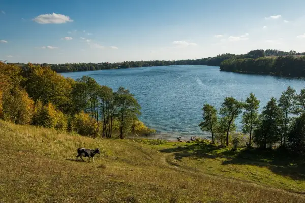 Spokojne jezioro Hańcza, jesienne drzewa i krowa na łące. Idealne miejsce na relaks i podziwianie przyrody, oferujące liczne **jezioro hańcza atrakcje**.