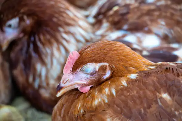 Ein braunes Huhn mit geschlossenen Augen ruht sich aus. Es ist ein Legenot Huhn, das sich von der Anstrengung erholt.