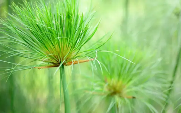 Détail de la tête d'un papyrus vert vif, prêt pour le printemps. Apprenez comment tailler un papyrus pour une croissance optimale.