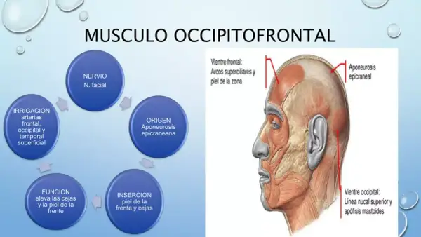 Todo lo que necesitas saber sobre el músculo frontal y su función