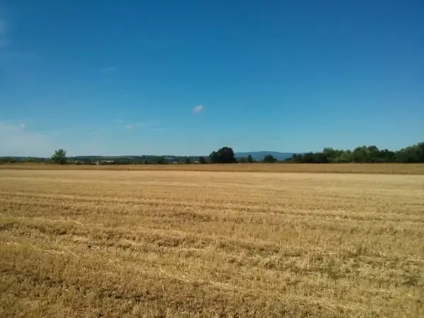 Pole po żniwach pod błękitnym niebem. Zastanawiasz się, ile kosztuje hektar ziemi rolnej 5 klasy?