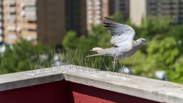 Jak odstraszyć ptaki z balkonu i ogrodu? Skuteczne metody DIY
