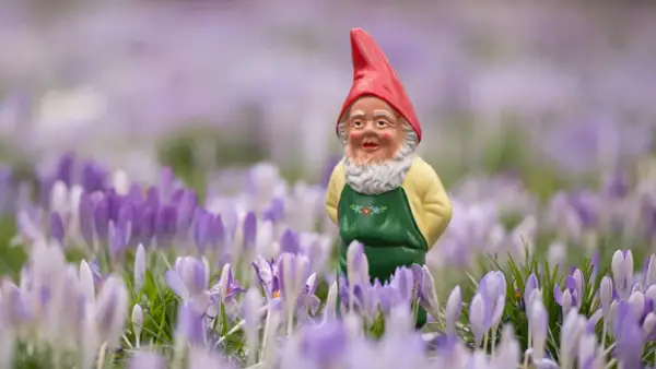 Ein Gartenzwerg mit roter Mütze und Schürze steht im Feld der Krokusse. Ein fröhlicher Anblick aus den 2020er Jahren.