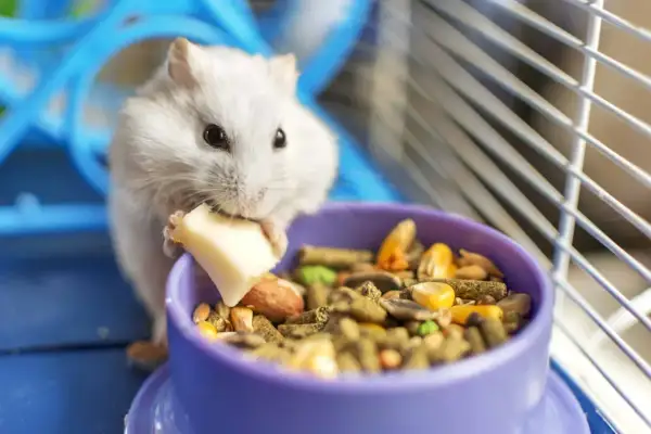 Biały chomik zajada kawałek sera, obok miseczka pełna ziaren. Tak właśnie wygląda zdrowa dieta, gdy pytamy, co jedzą chomiki.