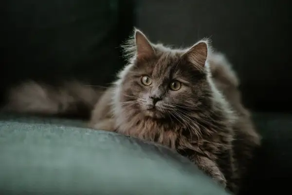 Szary, puszysty kot leży na kanapie, patrząc w obiektyw.