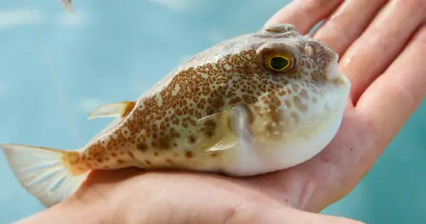 Dłoń trzyma rybę fugu z brązowymi cętkami.