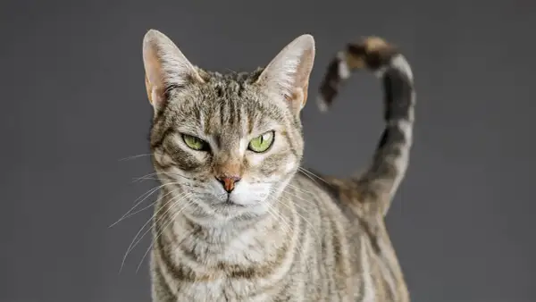 Gato atigrado con ojos verdes intensos, cola enroscada. ¿Quién se atreverá a ponerle el cascabel al gato?