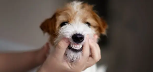 Un primer plano de un perro terrier con los labios levantados para mostrar sus dientes.