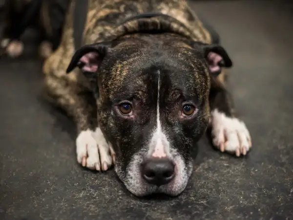 Smutny amstaff leży na podłodze. Czy amstaff jest niebezpieczny? Jego oczy mówią "nie".