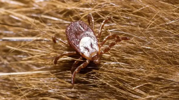 De qué se alimentan las garrapatas y cómo afectan a sus huéspedes