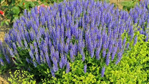Ein üppiger **Steppen-Salbei** blüht in leuchtendem Lila neben gelben Blüten.