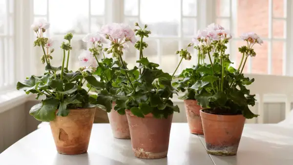 Flera krukor med ljusrosa doftpelargon sorter står på ett vitt bord. Blommorna är i full blom med gröna blad.