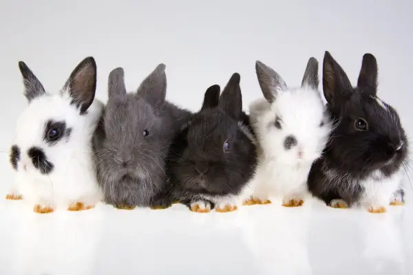 Cinque coniglietti di diverse colorazioni, dal bianco e nero al grigio, posano in fila. Il loro peso è minimo, ma il loro fascino è immenso.