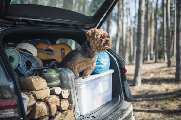 En hund med solglasögon sitter i en bil fullastad med ved, gitarr, liggunderlag och en kaffepanna. Det ser ut som att någon har tänkt på att packa bilen smart för en utflykt.
