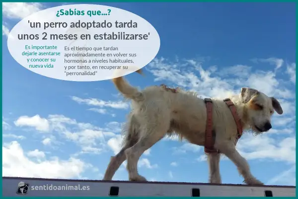 Un perro adoptado tarda unos 2 meses en estabilizarse. Dale tiempo para conocer su nueva vida y recuperar su "perronalidad".