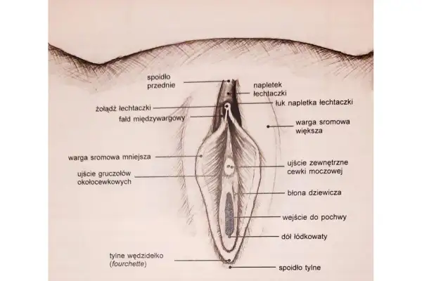 Ilustracja anatomiczna pokazuje, jak wygląda łechtaczka, jej napletek, żołądź, wargi sromowe i inne elementy żeńskich narządów płciowych.