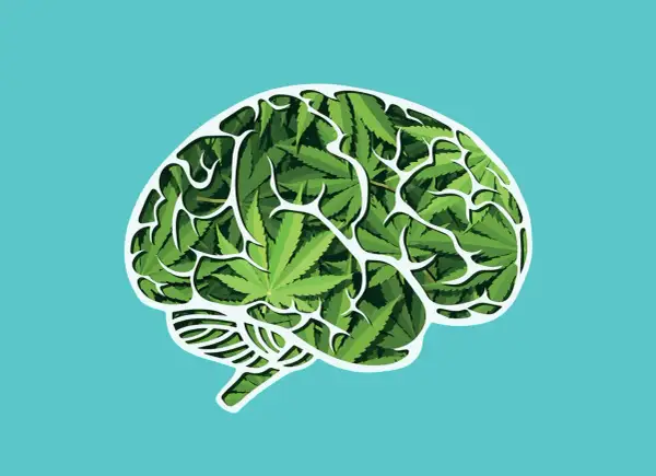 THC: Jak działa na mózg? Efekty, ryzyka, medycyna, wykrywalność.