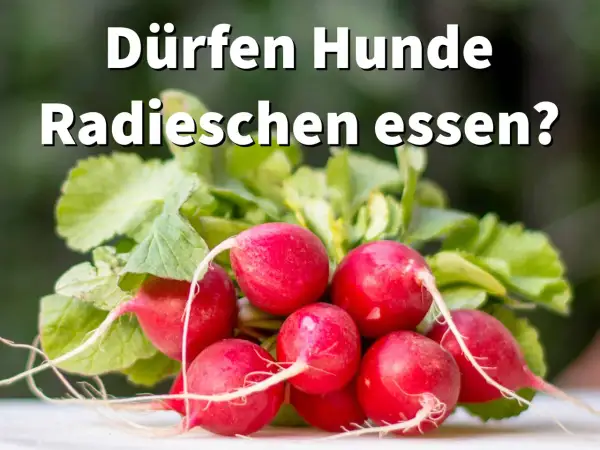 Ein Haufen frischer Radieschen mit grünen Blättern. Die Frage "Dürfen Hunde Radieschen essen?" steht im Vordergrund.