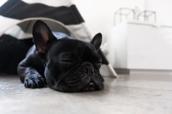 Un bulldog francés negro duerme profundamente, quizás soñando con aventuras.