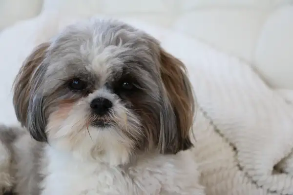 Słodki piesek Shih Tzu z zaciekawieniem patrzy w obiektyw. Zastanawiasz się, czy pies może jeść cytrynę? Lepiej nie ryzykować!