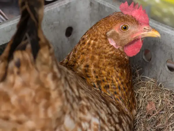 Braunes Huhn mit roten Kamm und Kehllappen, das in einem Nest aus Stroh sitzt. Es könnte Anzeichen von bauchwassersucht zeigen.