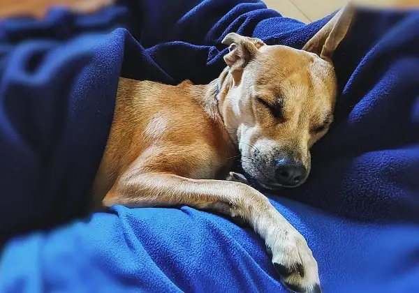 Un perro de pelaje canela duerme plácidamente envuelto en mantas azules. Quizás sueñan los perros con perseguir ardillas o recibir caricias.