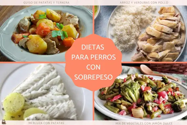 Cuatro platos saludables: guiso de ternera, pollo con arroz, merluza y vegetales. Comidas para perros con sobrepeso.