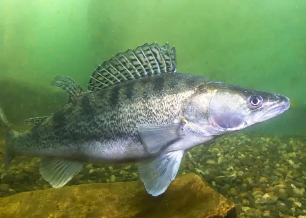 Ein Zander schwimmt im trüben Wasser über Kies. Seine schuppige Haut und die markante Rückenflosse sind gut erkennbar. Er sucht nach Zander Nahrung.