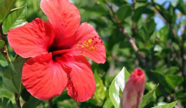 Piękny, czerwony hibiskus w pełni rozkwitu, obok pąk. To dowód, że hibiskus kwitnie latem.