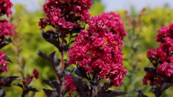 Fiori rosa intenso su un albero di loto, con foglie scure e uno sfondo verde sfocato.